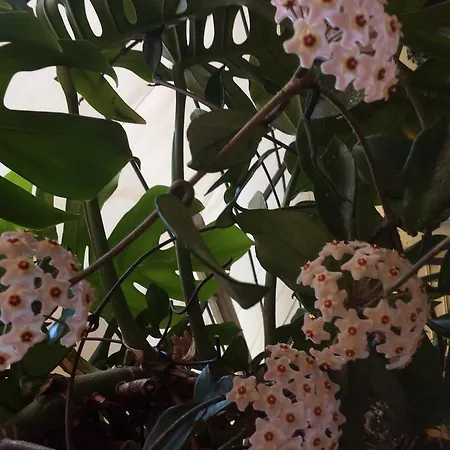 לינה וארוחת בוקר Pimpioxelli *