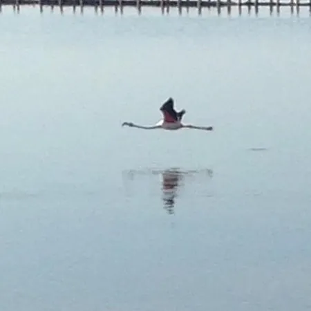 Pimpioxelli * קוורטוצ'ו