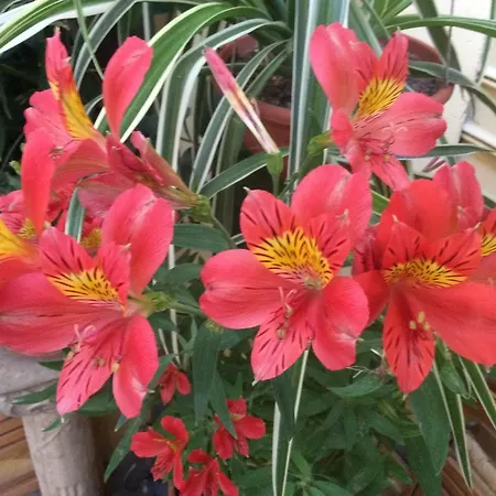 Pimpioxelli クアルトゥッチュ