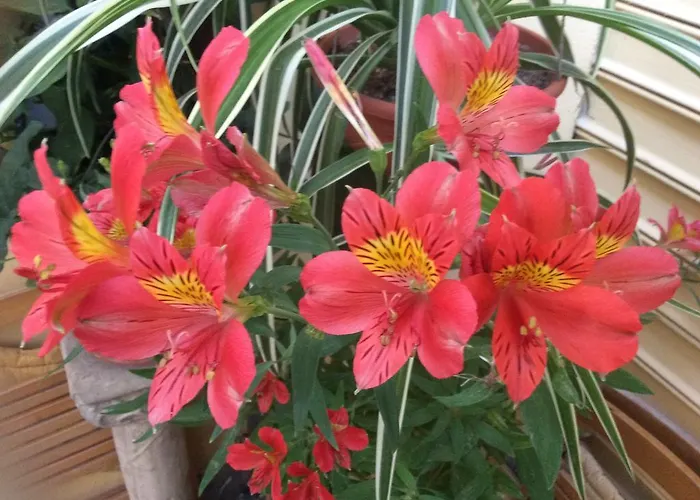 Pimpioxelli Quartucciu