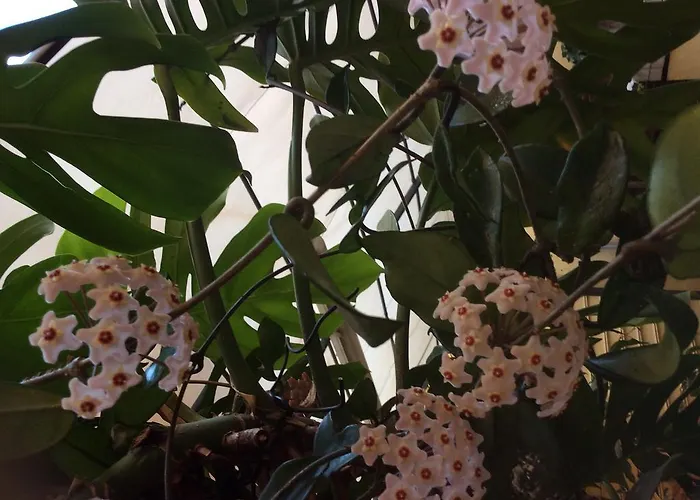 Bed and breakfast Pimpioxelli *