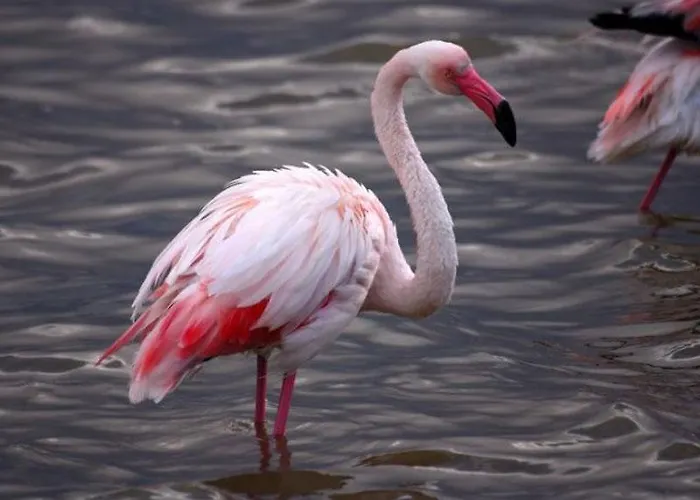 Bed and breakfast Pimpioxelli *