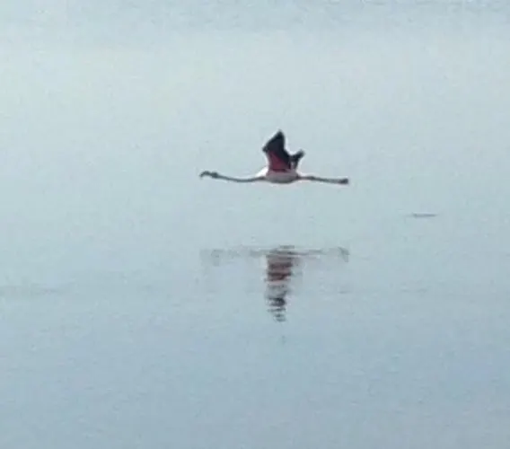 Pimpioxelli * Quartucciu